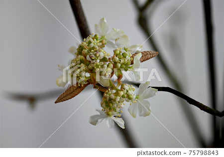 開花山茶花樹 75798843