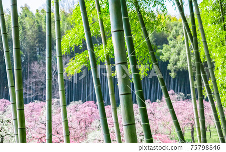 A plum grove in full bloom over the bamboo grove 75798846