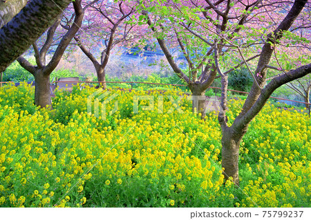 Rape blossoms and Kawazu cherry blossoms (Nishihirabatake Park) 75799237