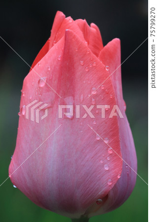 鬱金香瀕臨開花 鬱金香瀕臨開花 75799270