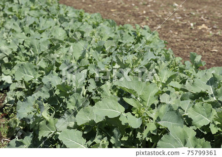 Norabou greens in the field [March] 75799361