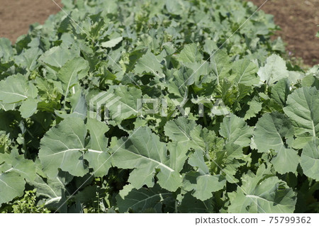 Norabou greens in the field [March] 75799362