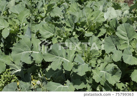 Norabou greens in the field [March] 75799363