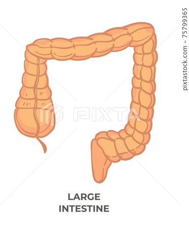 Large intestine, digestive system of human body Large intestine, digestive system of human body 75799365