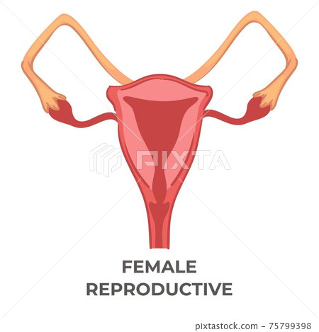 Female reproductive system of woman, biology icon Female reproductive system of woman, biology icon 75799398