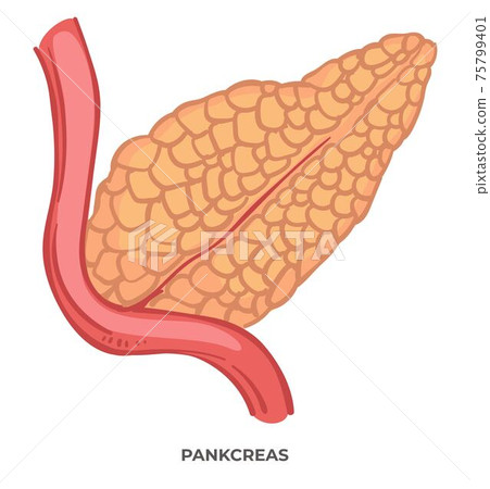 Pancreas organ of human body, biology and anatomy Pancreas organ of human body, biology and anatomy 75799401