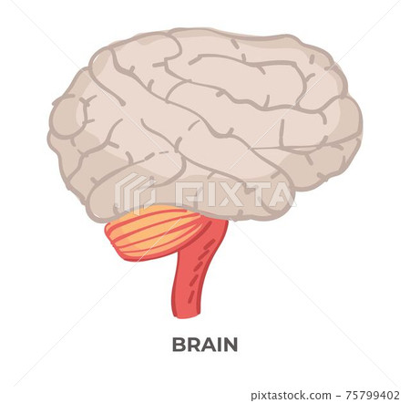 Brain organ, anatomy and biology lessons or study 75799402