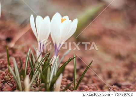Spring crocus flowers in a grass in springtime. Horizontal close-up with short depth of field and space for text. 75799708