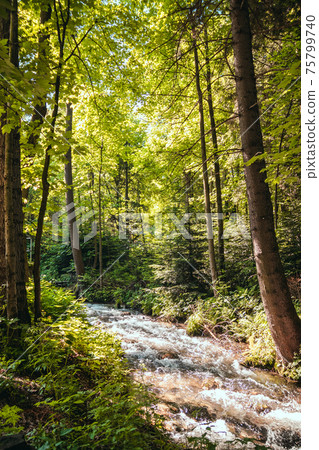 Mountain river in the forest. Sunlight shining through tree branches in summer. Beautiful forest panorama 75799740