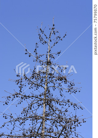 American sweetgum 75799870