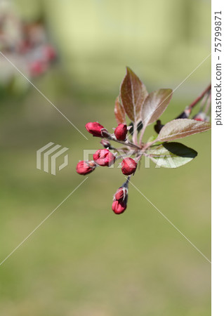 Crabapple Crabapple 75799871