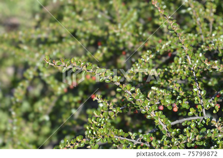 Rock cotoneaster Rock cotoneaster 75799872
