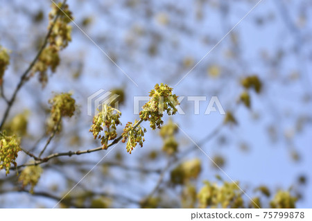 Boxelder maple Boxelder maple 75799878