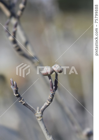 Flowering Dogwood Rainbow Flowering Dogwood Rainbow 75799888