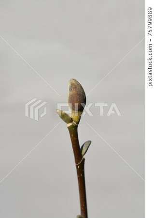 Magnolia Genie Magnolia Genie 75799889