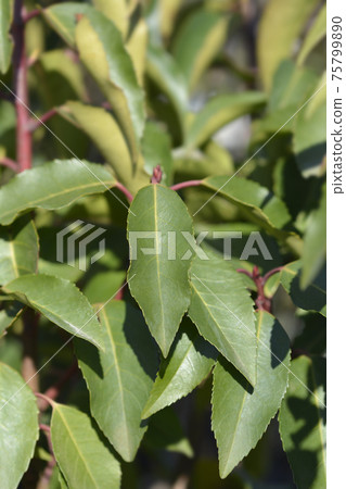 Portuguese Laurel Cherry Portuguese Laurel Cherry 75799890