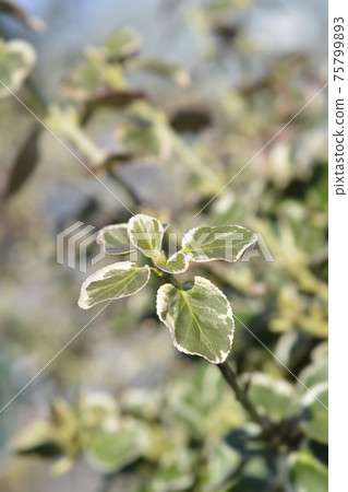 Wintercreeper Emerald Gaiety Wintercreeper Emerald Gaiety 75799893