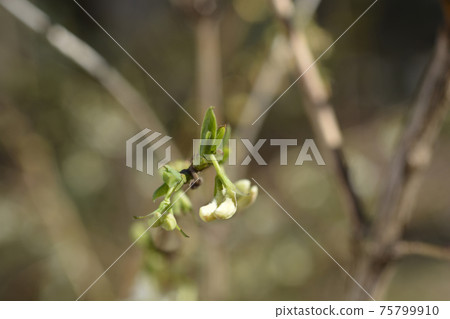 Winter flowering honeysuckle Winter flowering honeysuckle 75799910
