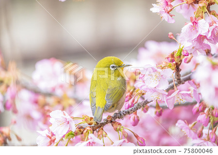 Kawazu cherry tree and mezzo Kawazu cherry tree and mezzo 75800046