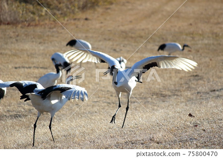 Red-crowned crane love dance 29 75800470