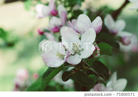 Apple tree flower 75800571