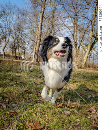 Australian Shepherd Dog at park 75800644