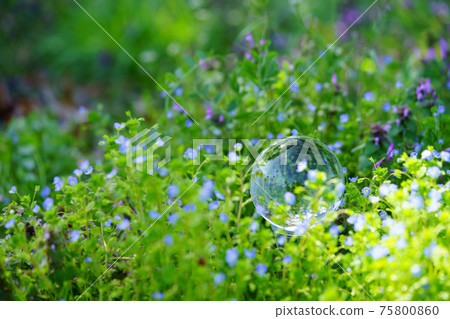 Refreshing spring wildflowers and lens ball 1 75800860