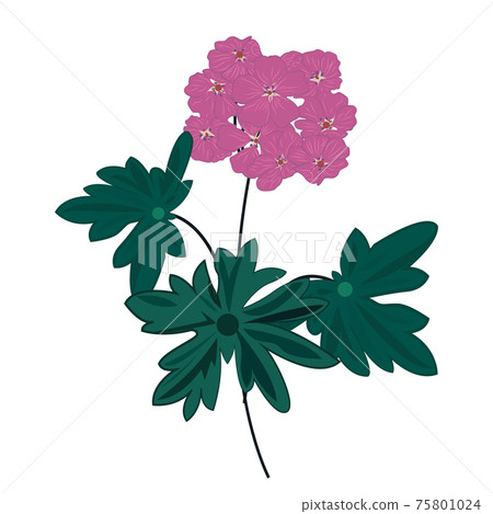 Geranium vector illustration on a white background 75801024