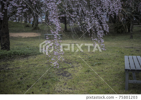 2021櫻花風景 75801203