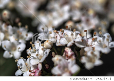 Viburnum tinus laurustinus plant Viburnum tinus laurustinus plant 75801391