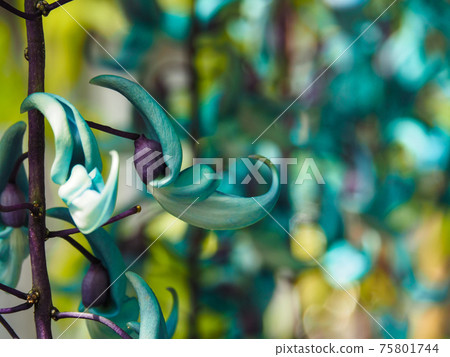 川崎市綠化中心的玉藤 川崎市綠化中心的玉藤 75801744