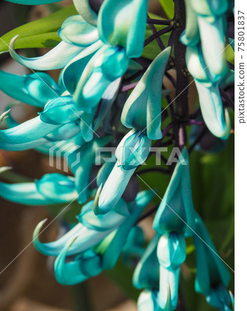 Jade vine at Kawasaki City Greenery Center Jade vine at Kawasaki City Greenery Center 75801837