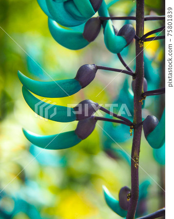 Jade vine at Kawasaki City Greenery Center Jade vine at Kawasaki City Greenery Center 75801839