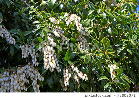 Asebi (Cottage) 75802071