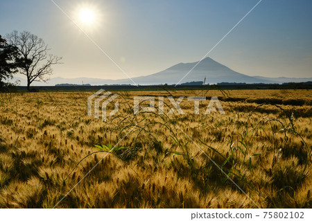 Mount Tsukuba seen from the wheat field 75802102