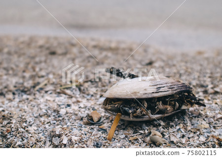 Close-up of a clam shell containing smaller shells. Texture. Wildlife concept. Small molluscs that ate the meat of a large mollusk Close-up of a clam shell containing smaller shells. Texture. Wildlife concept. Small molluscs that ate the meat of a large mollusk 75802115