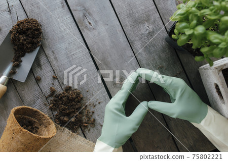 Gardening hobby concept. Hands heart shape, eco pot, plant, wooden background 75802221