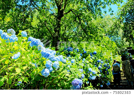 [神奈川縣]雨季明月院藍的北鎌倉和烈日下的朝拜者 75802383