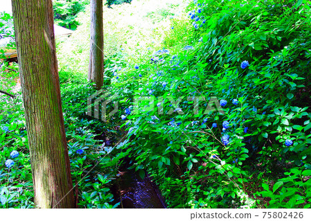 [Kanagawa] Bright Meigetsuin blue overlooking from Katsura Bridge in Kita-Kamakura during the rainy season 75802426