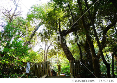 伊豆下田白濱神社三ika前 伊豆下田白濱神社三ika前 75802530