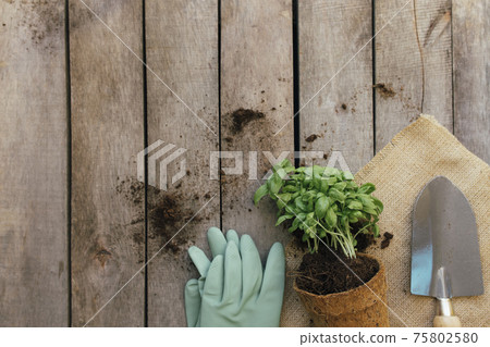 Gardening hobby concept. Plant in eco pot, shovel and gloves, wooden background 75802580