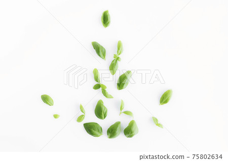 Green basil, mint leaves, white background. Healthy eating and cosmetics concept 75802634