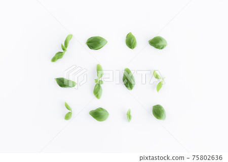 Green basil, mint leaves, white background. Healthy eating and cosmetics concept Green basil, mint leaves, white background. Healthy eating and cosmetics concept 75802636