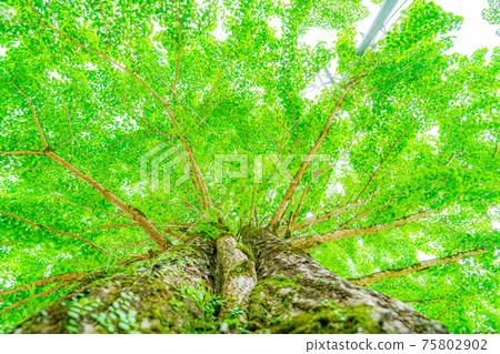 Fresh green ginkgo [Aichi Prefecture] 75802902