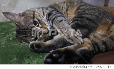 可愛的姿勢貓 75802917