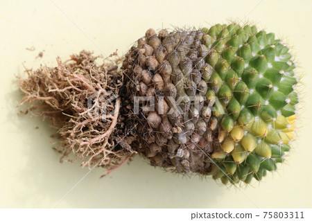 Succulent plant cactus replanting hobby Succulent plant cactus replanting hobby 75803311
