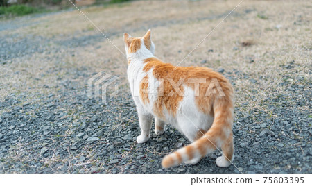 Back view of a cat Brown white cat Back view of a cat Brown white cat 75803395