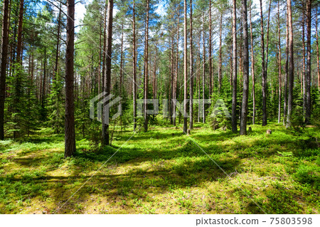 Summer forest 75803598