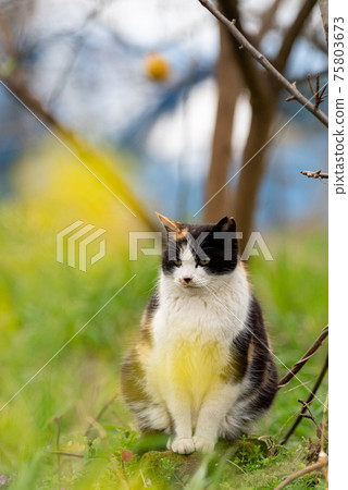 A calico cat sitting over rape blossoms 75803673