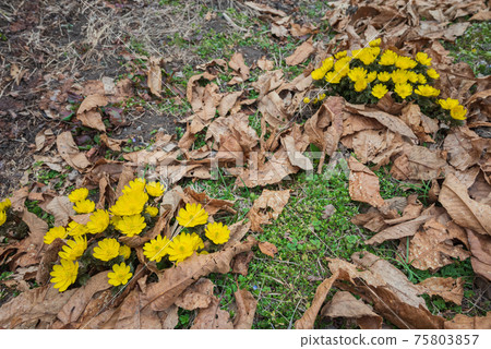 Amur adonis wrapped in fallen leaves Amur adonis wrapped in fallen leaves 75803857